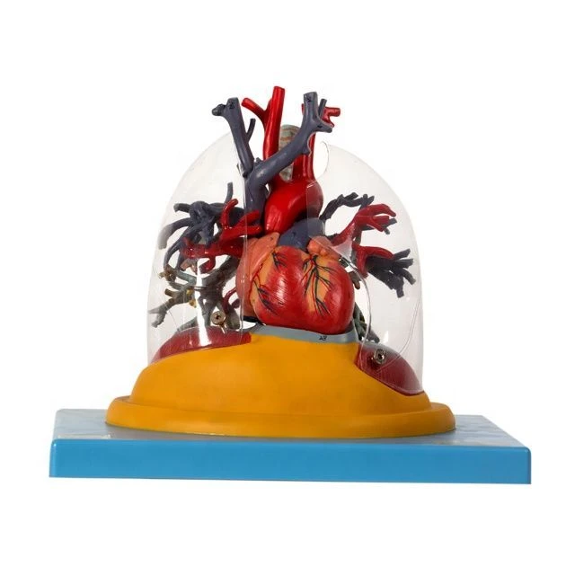 Heart Model with Trachea, Transparent Lungs, and Bronchial Tree 13013