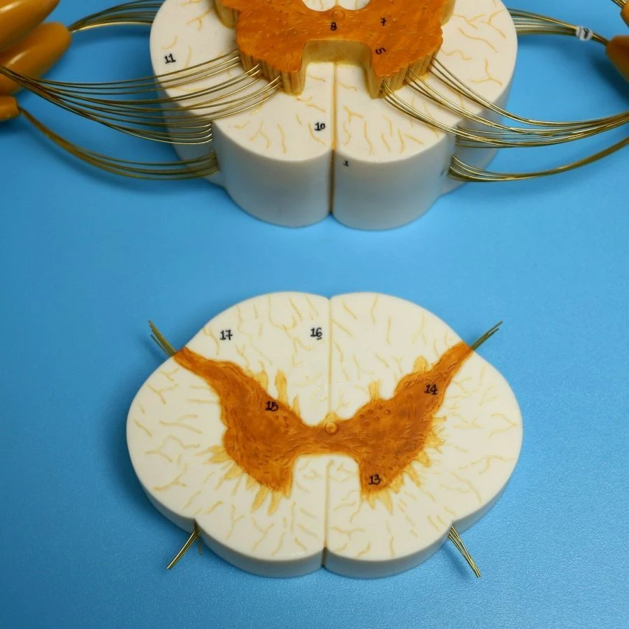 Enlarged Spinal Cord Model and Spinal Nerve Branch, 18103